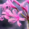 NERINE Bowdenii 'Stewart Gilkison' -UK Garden Supplies Sales Shop nerine bowdenii stewart gilkison fs 1 web