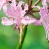 NERINE Wellsii Pale Form -UK Garden Supplies Sales Shop nerine wellesii pale form web 2