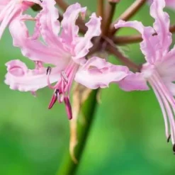 NERINE Wellsii Pale Form