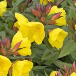 OENOTHERA 'Crown Imperial'