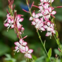 OENOTHERA Lindheimeri Freefolk Rosy ('Harrfolk') (G/v)