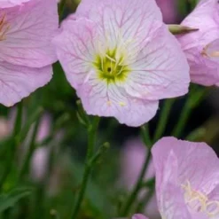 OENOTHERA Speciosa 'Twilight' PBR