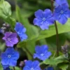 OMPHALODES Cappadocica 'Cherry Ingram' -UK Garden Supplies Sales Shop omphalodes cappadocica cherry ingram 4300183