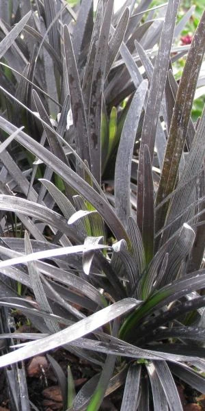 OPHIOPOGON Planiscapus Black Beard ('Yapard' PBR) -UK Garden Supplies Sales Shop ophiopogon planiscarpus black beard