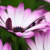 OSTEOSPERMUM Hardy Pink -UK Garden Supplies Sales Shop osteospermum hardy pink 2
