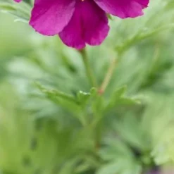 PAEONIA Anomala Subsp. Veitchii