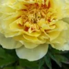 PAEONIA 'Bartzella' -UK Garden Supplies Sales Shop paeonia bartzella 6020644