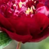 PAEONIA 'Buckeye Belle' -UK Garden Supplies Sales Shop paeonia buckeye belle 6090958