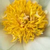 PAEONIA 'Claire De Lune' 2 PAEONIA 'Claire De Lune' -UK Garden Supplies Sales Shop paeonia claire de lune 5240018