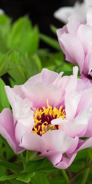 PAEONIA 'Cora Louise' 4 PAEONIA 'Cora Louise' - Image 2