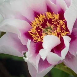 PAEONIA 'Cora Louise'
