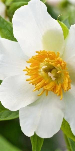 PAEONIA Emodi 3 PAEONIA Emodi