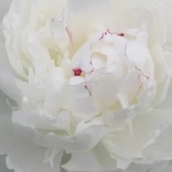 PAEONIA Lactiflora 'Festiva Maxima'