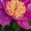 PAEONIA Lactiflora 'Doreen' -UK Garden Supplies Sales Shop paeonia lactiflora doreen 6101196