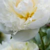 PAEONIA Lactiflora 'Duchesse De Nemours'
