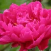 PAEONIA Lactiflora 'Karl Rosenfield' -UK Garden Supplies Sales Shop paeonia lactiflora karl rosenfield