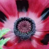 PAPAVER Orientale 'Patty's Plum' -UK Garden Supplies Sales Shop papaver orientale patty s plum 1