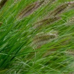 PENNISETUM Alopecuroides 'Cassian's Choice' 7 PENNISETUM Alopecuroides 'Cassian's Choice' -UK Garden Supplies Sales Shop pennisetum alopecuroides cassian s choice web