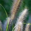 PENNISETUM Alopecuroides 'Red Head' -UK Garden Supplies Sales Shop pennisetum alopecuroides red head 8260745