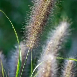 PENNISETUM Alopecuroides 'Red Head'