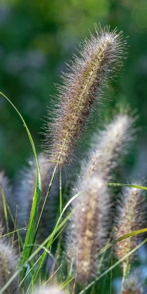 PENNISETUM Alopecuroides 'Red Head' -UK Garden Supplies Sales Shop pennisetum alopecuroides red head 8260745