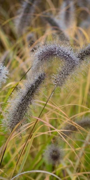 PENNISETUM Alopecuroides 'Cassian's Choice' 3 PENNISETUM Alopecuroides 'Cassian's Choice'