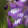 PENSTEMON 'Alice Hindley' -UK Garden Supplies Sales Shop penstemon alice hindley 7290258