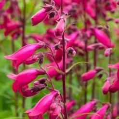 PENSTEMON 'Andenken An Friedrich Hahn' (Garnet)