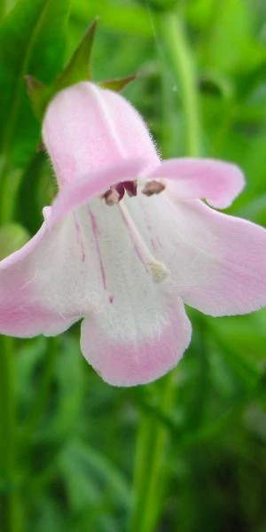 PENSTEMON 'Apple Blossom' 3 PENSTEMON 'Apple Blossom'