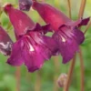 PENSTEMON 'Blackbird' -UK Garden Supplies Sales Shop penstemon blackbird 6140683