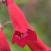 PENSTEMON 'Cherry' 1 PENSTEMON 'Cherry' -UK Garden Supplies Sales Shop penstemon cherry 140933