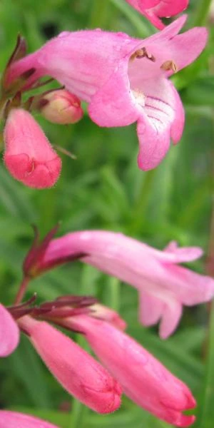 PENSTEMON 'Evelyn' 4 PENSTEMON 'Evelyn' - Image 2