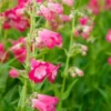 PENSTEMON 'Flamingo' 2 PENSTEMON 'Flamingo' -UK Garden Supplies Sales Shop penstemon flamingo 2