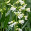 PENSTEMON Glaber 'Roundway Snowflake' -UK Garden Supplies Sales Shop penstemon glaber roundway snowflake 6160362
