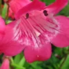 PENSTEMON 'Hewell Pink Bedder' -UK Garden Supplies Sales Shop penstemon hewell pink bedder