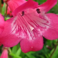 PENSTEMON 'Hewell Pink Bedder'