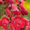 PENSTEMON 'King George V' -UK Garden Supplies Sales Shop penstemon king george 7031469