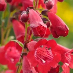 PENSTEMON 'King George V'