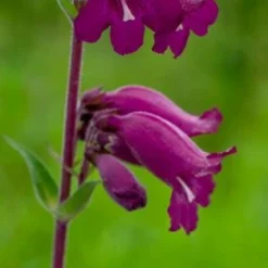 PENSTEMON 'Midnight' -UK Garden Supplies Sales Shop penstemon midnight 6150079