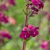 PENSTEMON 'Midnight' -UK Garden Supplies Sales Shop penstemon midnight 6160345