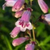 PENSTEMON 'Mother Of Pearl' -UK Garden Supplies Sales Shop penstemon mother of pearl 111645