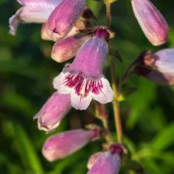 PENSTEMON 'Mother Of Pearl'