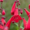 PENSTEMON 'Newbury Gem' -UK Garden Supplies Sales Shop penstemon newbury gem web