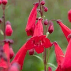 PENSTEMON 'Newbury Gem'