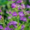 PENSTEMON 'Papal Purple' -UK Garden Supplies Sales Shop penstemon papal purple 6170414