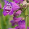 PENSTEMON (Pensham Series) 'Pensham Victoria Plum' -UK Garden Supplies Sales Shop penstemon pensham victoria plum 7020189 2