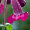 PENSTEMON 'Raven' -UK Garden Supplies Sales Shop penstemon raven 6150833