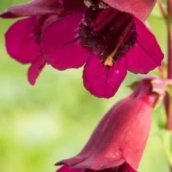 PENSTEMON 'Rich Ruby'