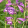 PENSTEMON 'Sour Grapes' -UK Garden Supplies Sales Shop penstemon sour grapes 6140686