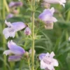 PENSTEMON 'Stapleford Gem' 1 PENSTEMON 'Stapleford Gem' -UK Garden Supplies Sales Shop penstemon stapleford gem 6140755